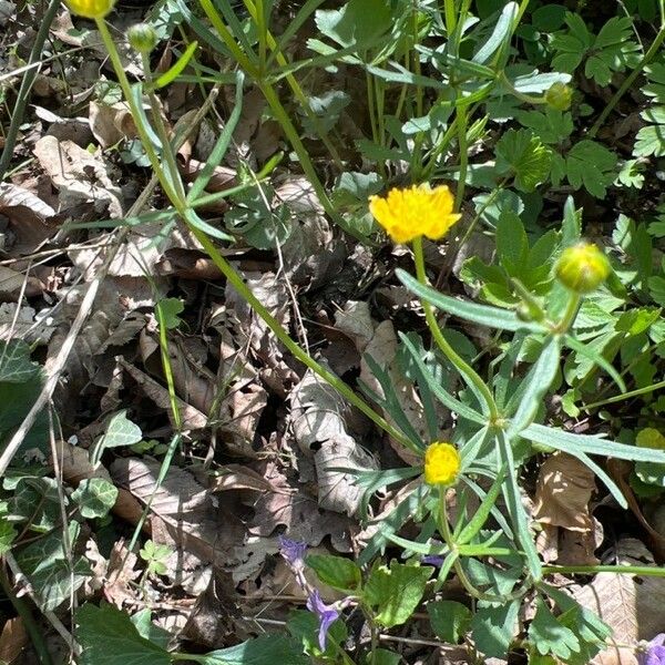 Ranunculus auricomus Flower