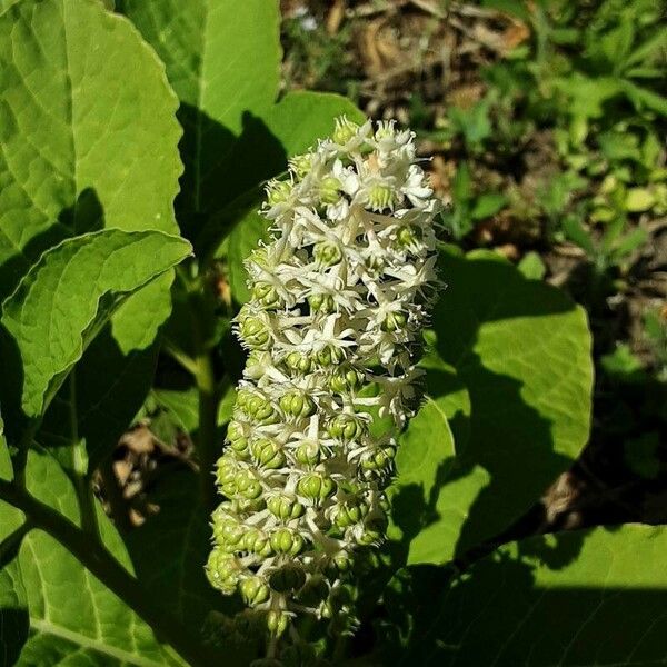 Phytolacca acinosa Квітка