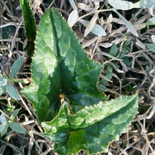 Cyclamen hederifolium Leaf