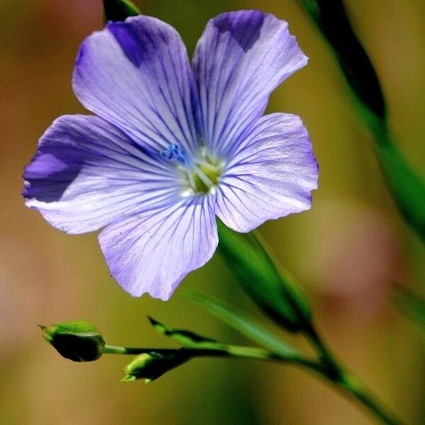 Linum usitatissimum Leaf