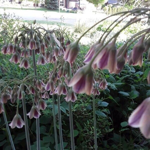 Allium siculum Floare