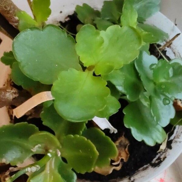 Kalanchoe crenata Leaf