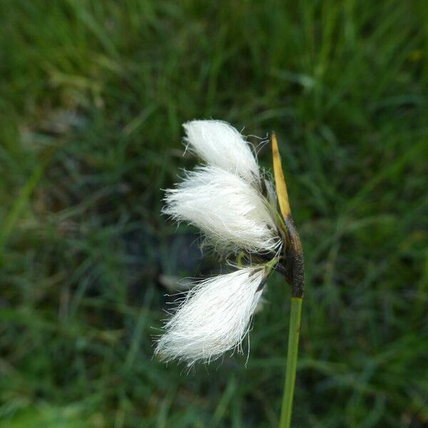 Eriophorum angustifolium Cvet