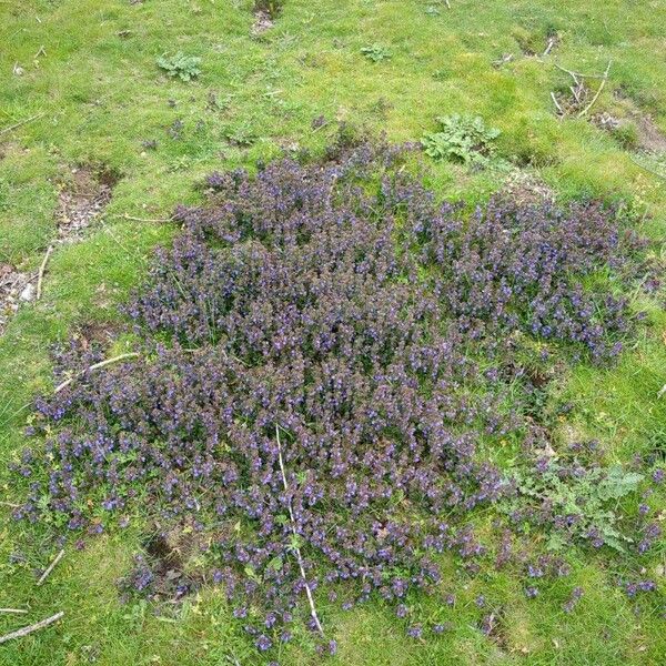 Glechoma hederacea Outro