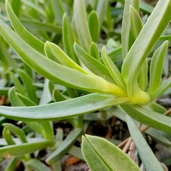 Carpobrotus acinaciformis برگ