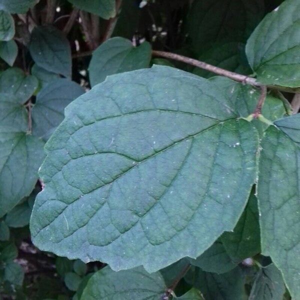 Philadelphus x virginalis Folha