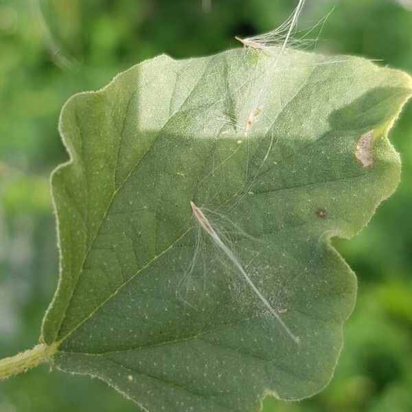 Chrozophora tinctoria पत्ता