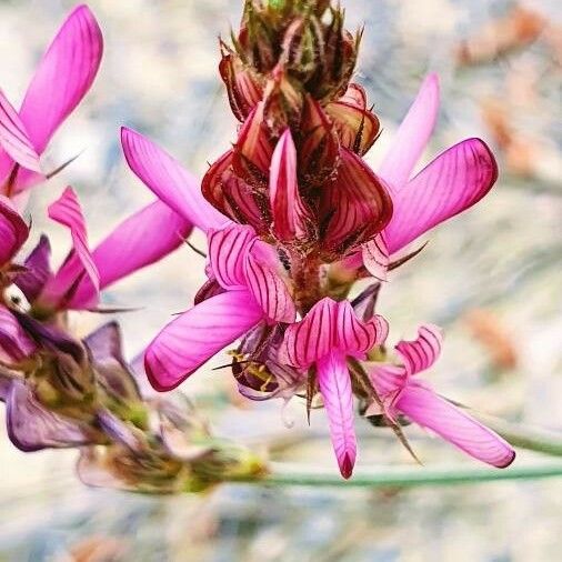 Astragalus granatensis 花