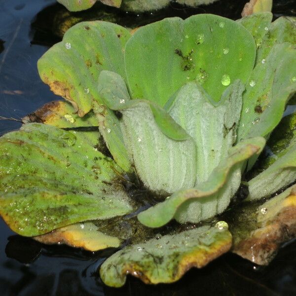 Pistia stratiotes Alkat (teljes növény)