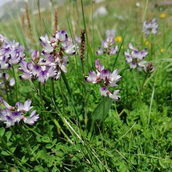 Astragalus alpinus Hàbitat