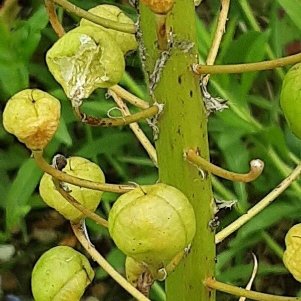 Eremurus robustus Fruit