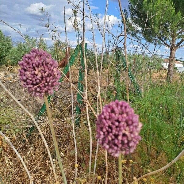 Allium atroviolaceum Escorça