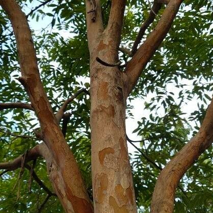 Cratoxylum cochinchinense Corteccia