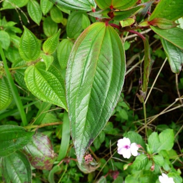 Tristemma mauritianum Leaf