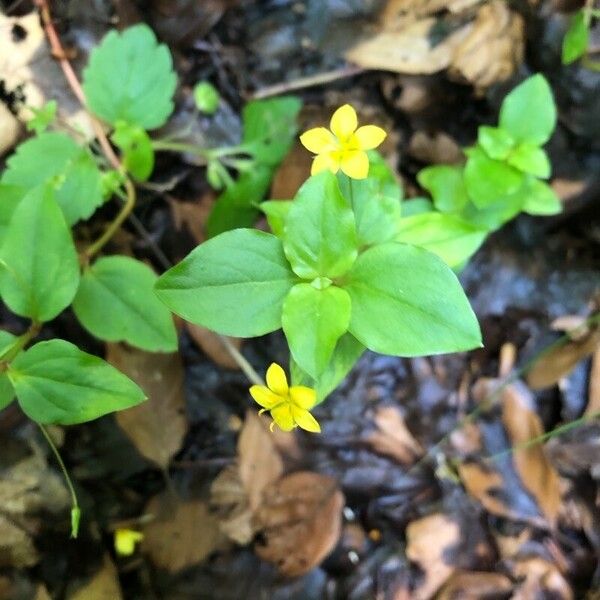 Lysimachia nemorum പുഷ്പം