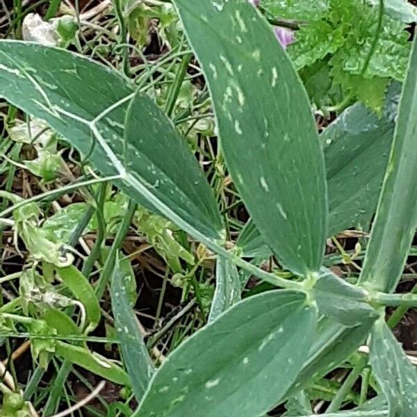 Lathyrus latifolius ഇല