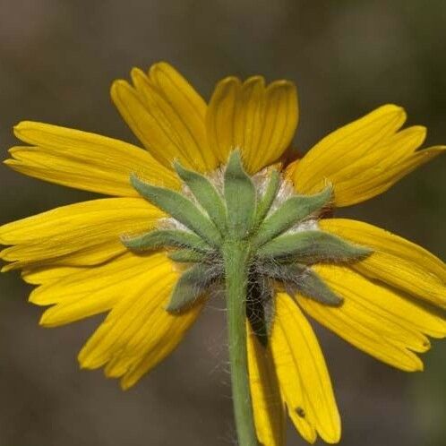 Amblyolepis setigera Cvet