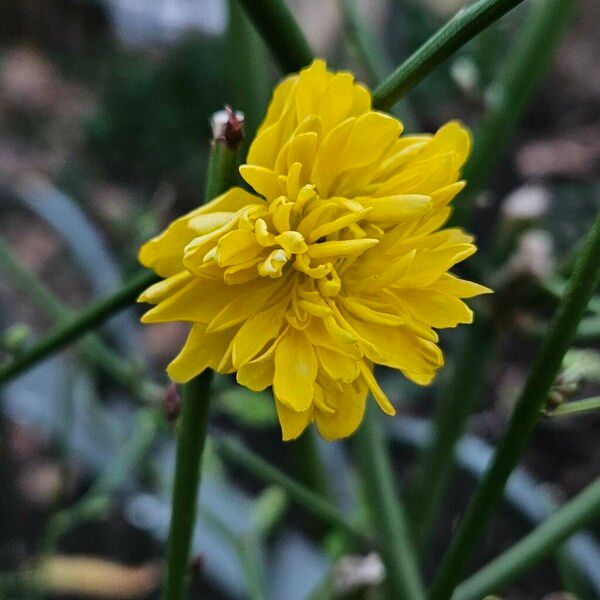 Kerria japonica Flower