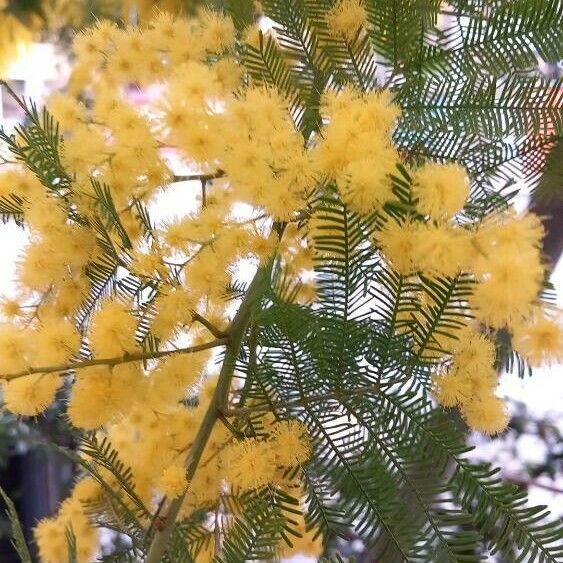 Acacia dealbata Fleur