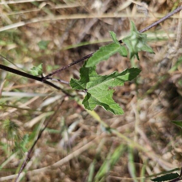 Malva punctata Leaf