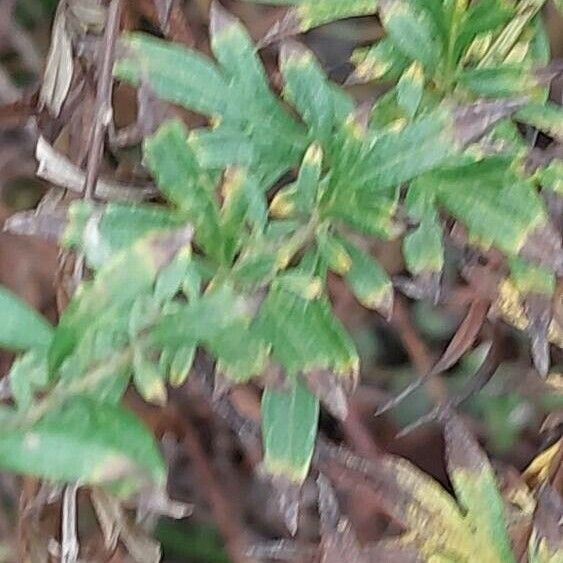 Artemisia verlotiorum ᱥᱟᱠᱟᱢ