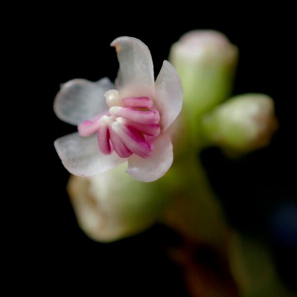 Miconia ciliata Цветок