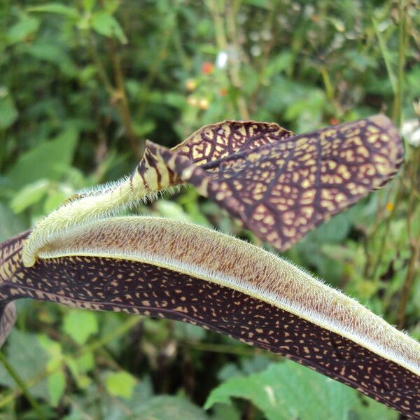 Aristolochia ringens പുഷ്പം