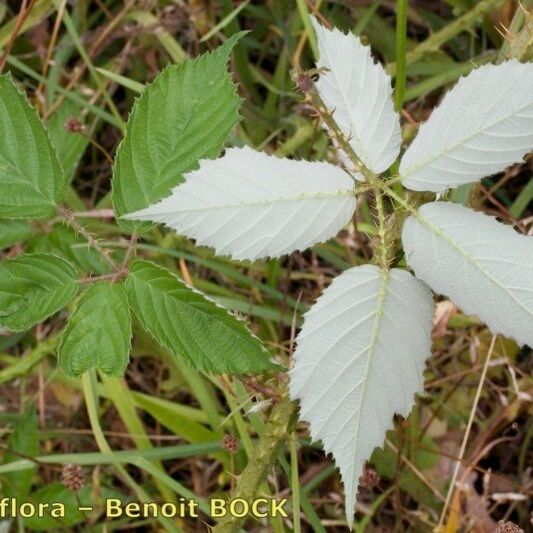 Rubus silvaticus Drugo