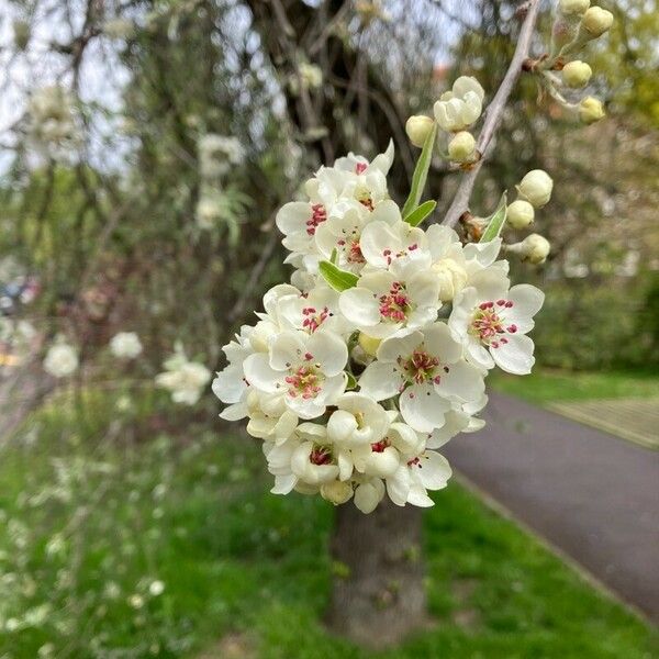 Pyrus salicifolia Kwiat