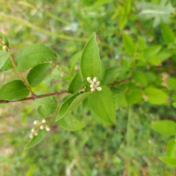 Deutzia gracilis Blatt