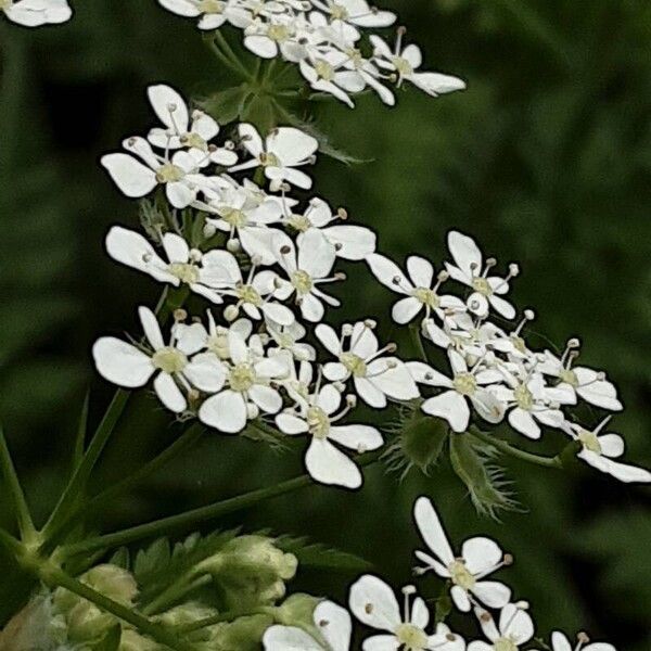 Chaerophyllum aureum Цветок