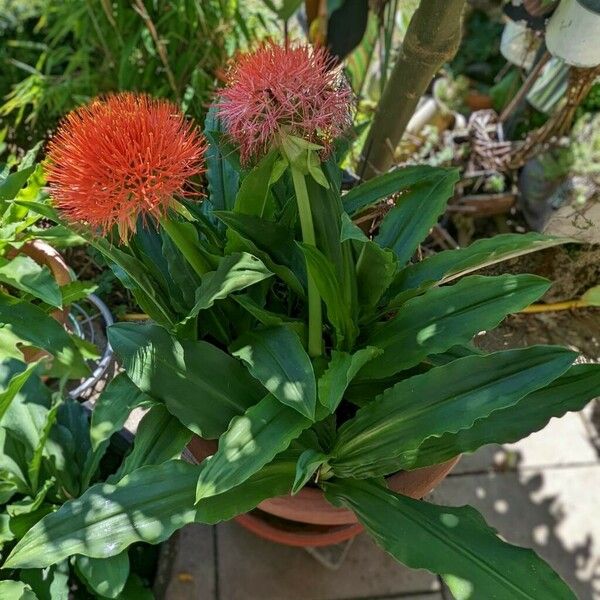 Scadoxus multiflorus Habit