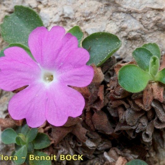 Primula allionii Λουλούδι