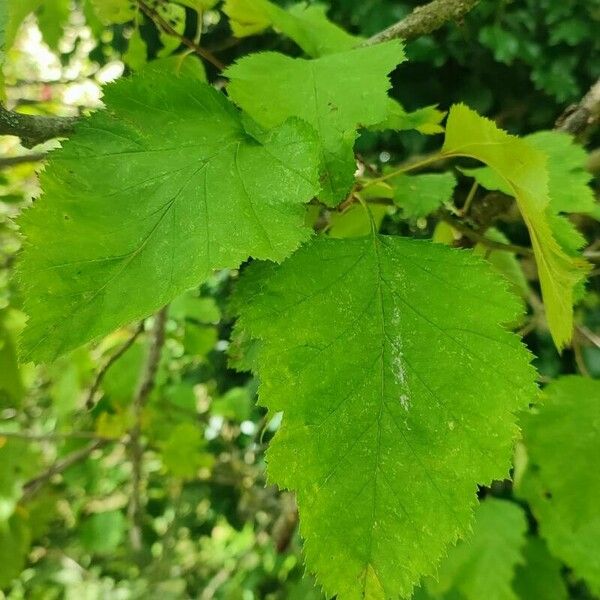 Crataegus coccinea برگ