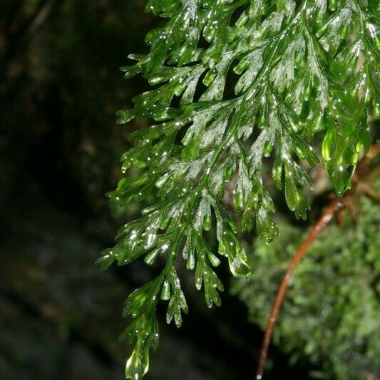 Vandenboschia speciosa Leaf