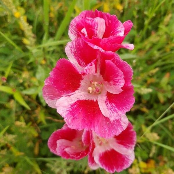 Clarkia amoena Flor