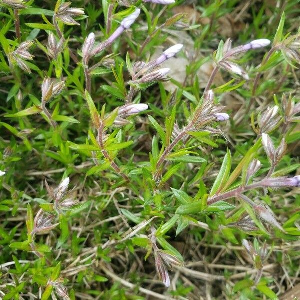 Phlox subulata Foglia