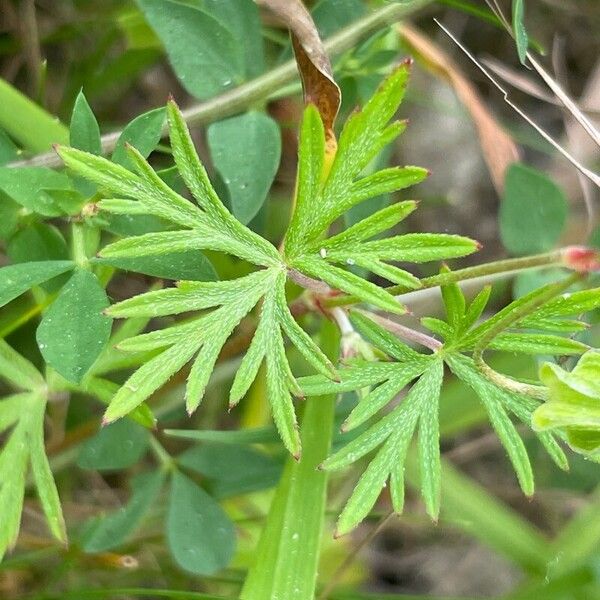 Geranium columbinum Folha