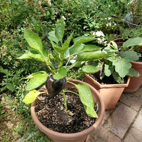 Capsicum annuum Habitatea