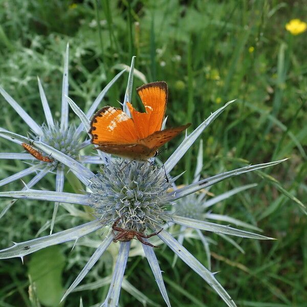 Eryngium bourgatii Kvet