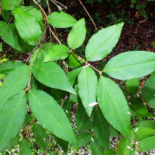 Deutzia crenata Blad