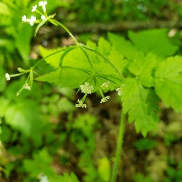 Osmorhiza longistylis Λουλούδι