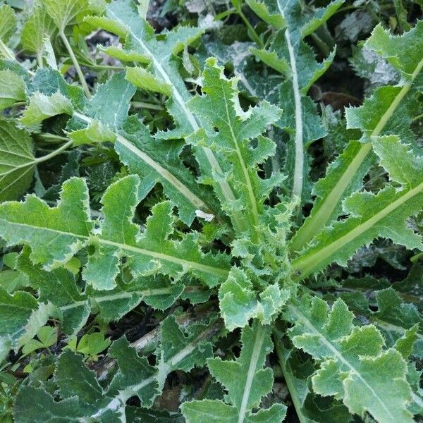 Sonchus asper ഇല