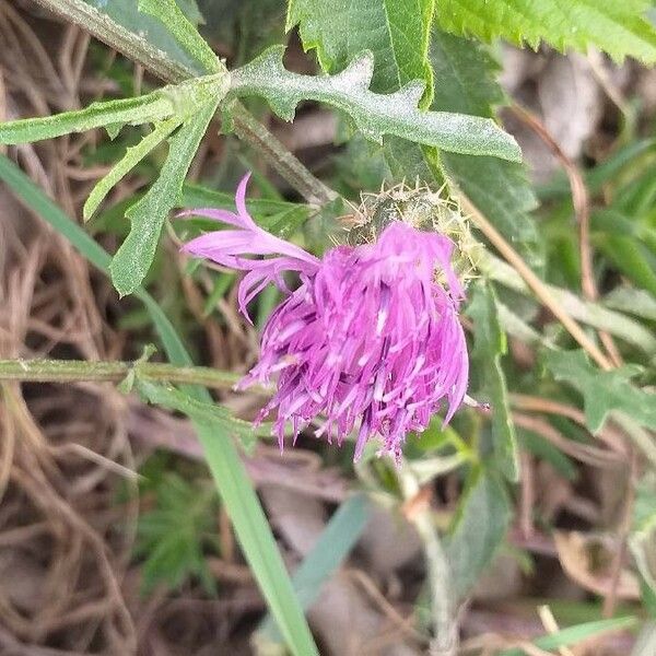 Centaurea aspera Çiçek