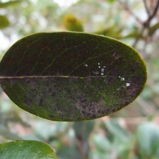 Pleurostylia pachyphloea Листок