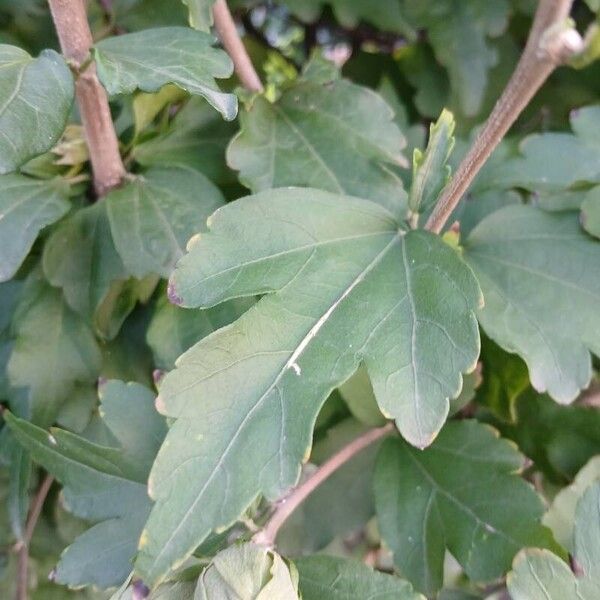 Hibiscus syriacus Blad