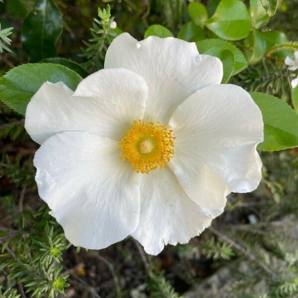 Rosa laevigata Flors