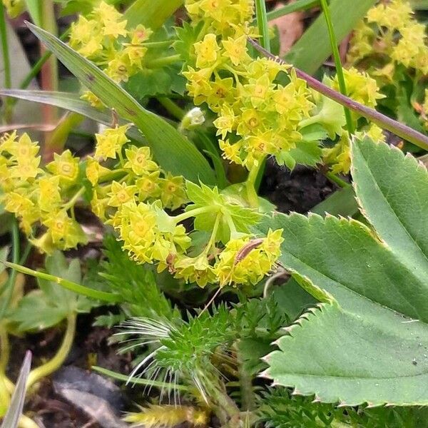 Alchemilla monticola Flower