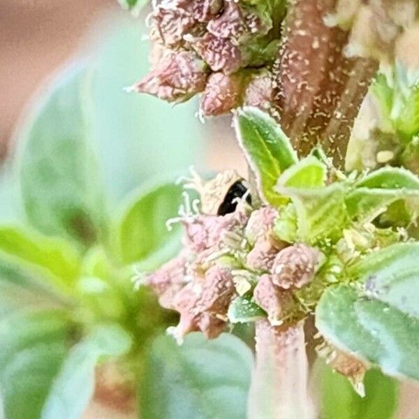 Amaranthus graecizans ഫലം