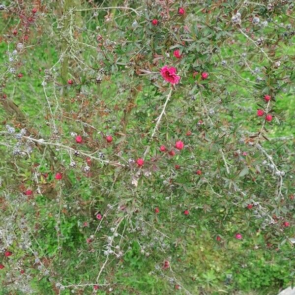 Leptospermum scoparium Flower